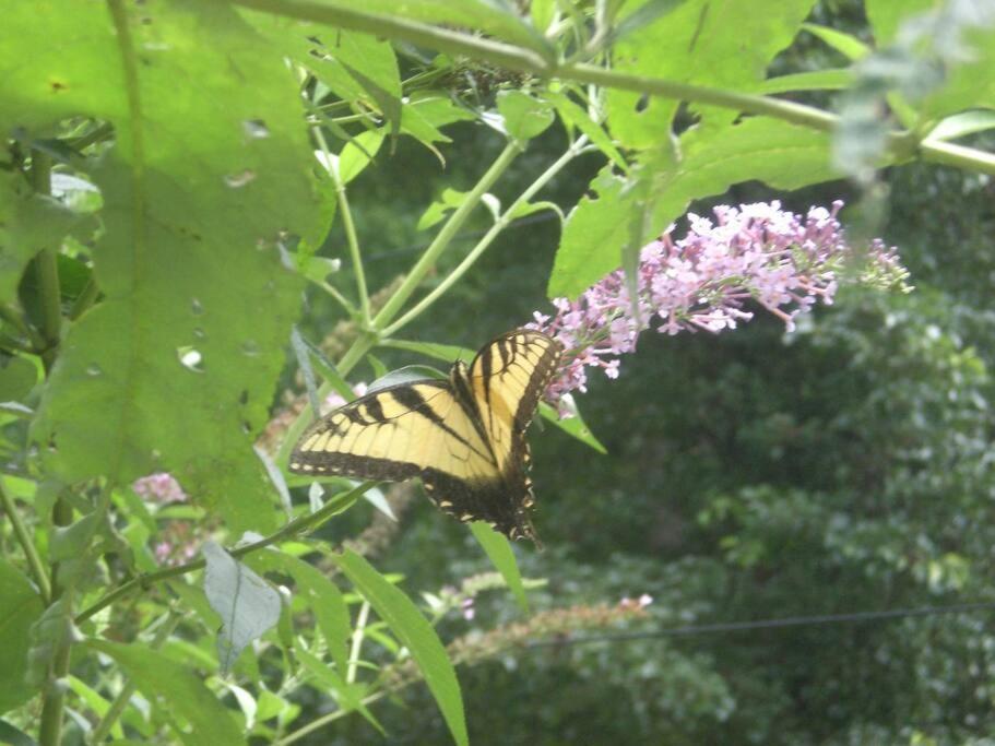 Virginia Country Cottage, Great Location, Pets Troutville Eksteriør billede