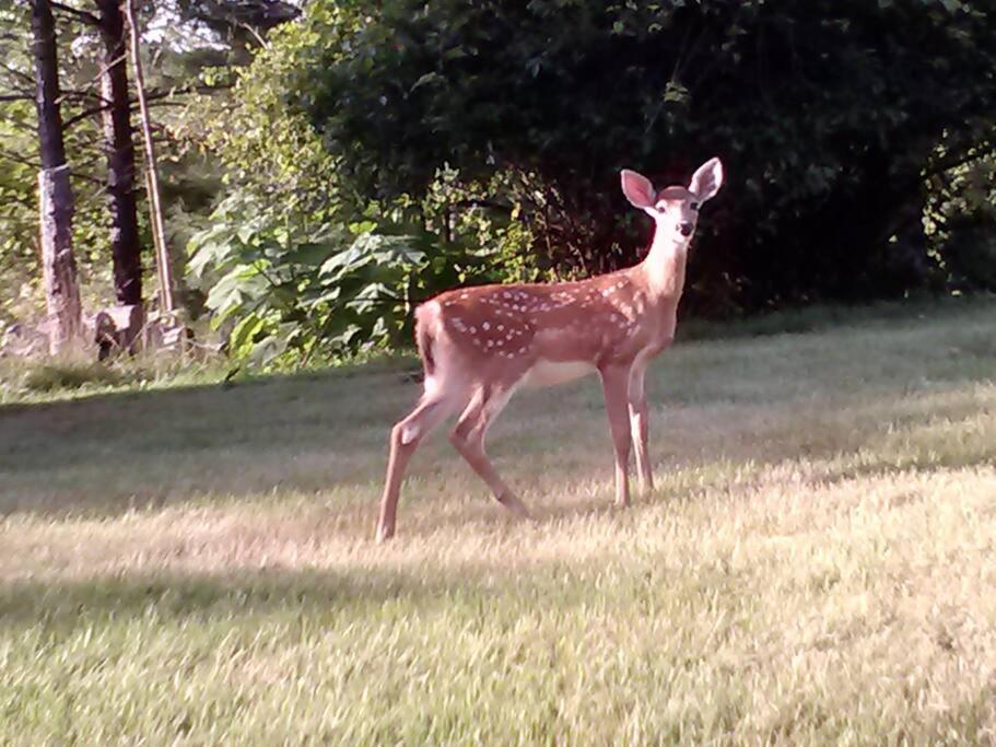 Virginia Country Cottage, Great Location, Pets Troutville Eksteriør billede